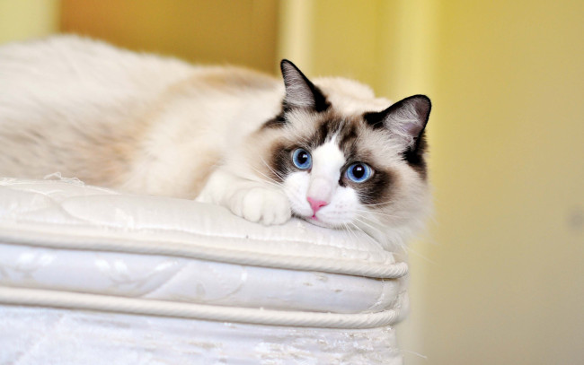 Обои картинки фото животные, коты, рэгдолл, кошка, голубые, глаза, взгляд, кот