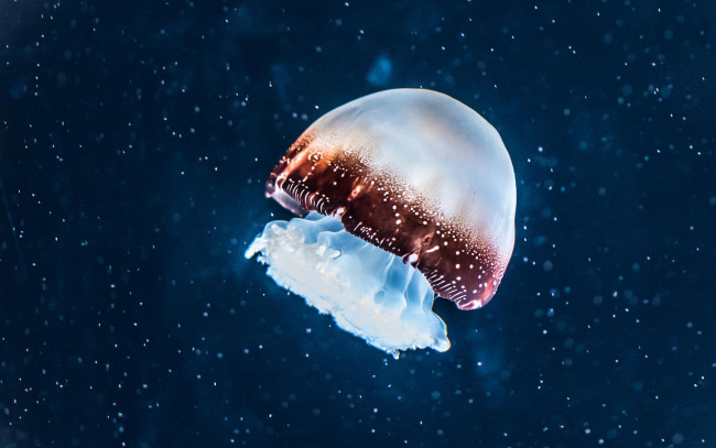 Обои картинки фото животные, медузы, медуза, пузыри, вода, глубина