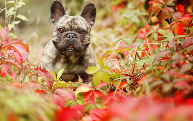 Обои картинки фото животные, собаки, собака, осень, взгляд, листья, французский, бульдог