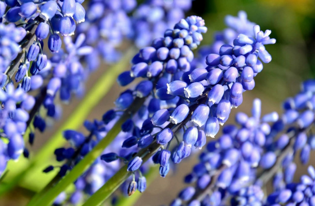 Обои картинки фото цветы, гиацинты, синий, мускари