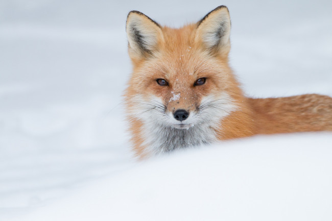 Обои картинки фото животные, лисы, взгляд, лиса, снег, рыжая, зима, морда