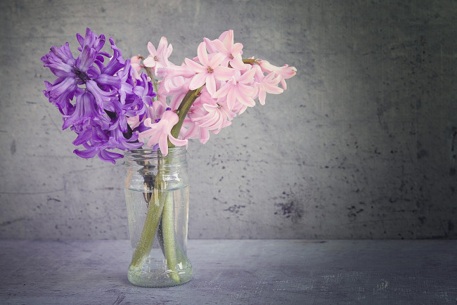 Обои картинки фото цветы, гиацинты, банка, вода, розовый, лиловый
