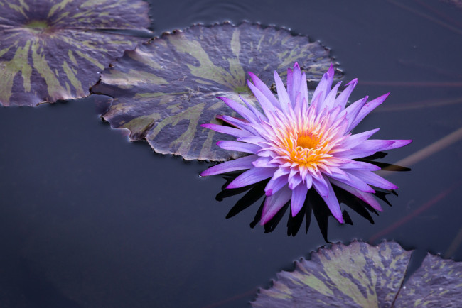 Обои картинки фото цветы, лилии водяные,  нимфеи,  кувшинки, водяная, лилия, вода, листья