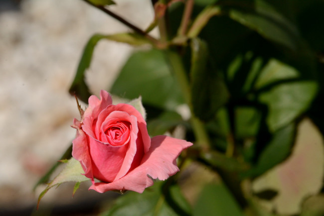 Обои картинки фото цветы, розы, бутон, розовый