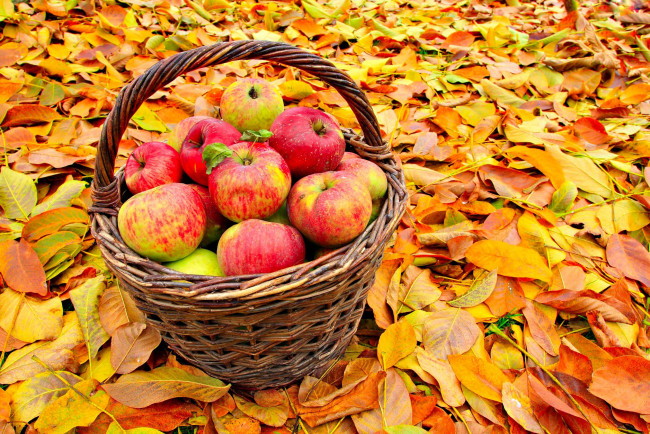 Обои картинки фото еда, Яблоки, листья, осень, урожай, плоды, корзинка
