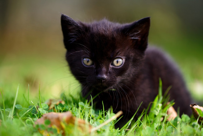 Обои картинки фото животные, коты, боке, малыш, котёнок, взгляд, трава