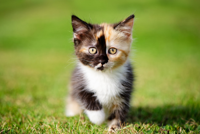 Обои картинки фото животные, коты, трава, малыш, боке, взгляд, котёнок