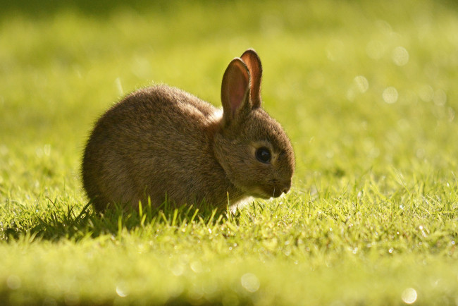 Обои картинки фото животные, кролики,  зайцы, детёныш, трава, кролик