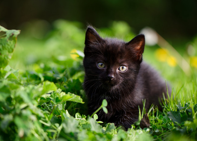 Обои картинки фото животные, коты, боке, взгляд, трава, малыш, котёнок