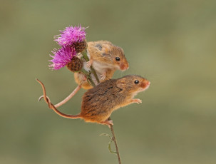 Картинка животные крысы +мыши мышь-малютка фон мышки парочка harvest mouse бодяк грызун