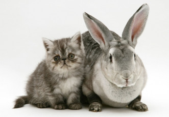 Картинка животные разные+вместе кролик котенок серые