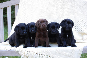 Картинка животные собаки черные лабрадор щенки шоколадный