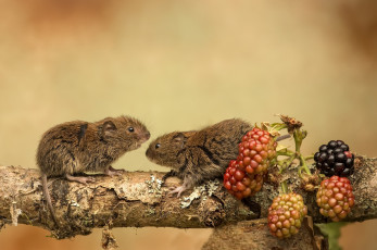обоя животные, крысы,  мыши, ягоды, мышки, природа