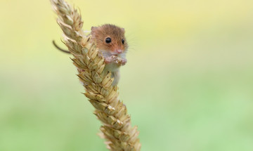 Картинка животные крысы +мыши мышка мышь-малютка зерно природа