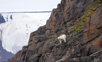 Картинка животные медведи мох птицы скалы горы полярный белый медведь