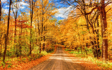 Картинка природа дороги осень лес дорога деревья