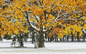 Картинка природа парк листья скамья осень деревья снег стол