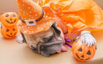 Картинка животные собаки halloween игрушки собака тыква хеллоуин dogs pumpkin мопс