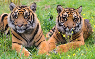 Картинка животные тигры двое
