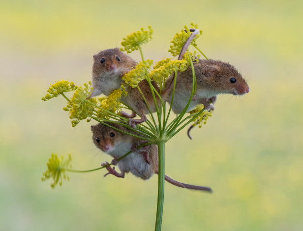 Обои картинки фото животные, крысы,  мыши, фон, трио, мышки