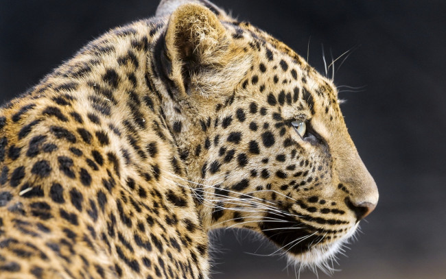 Обои картинки фото животные, леопарды, профиль