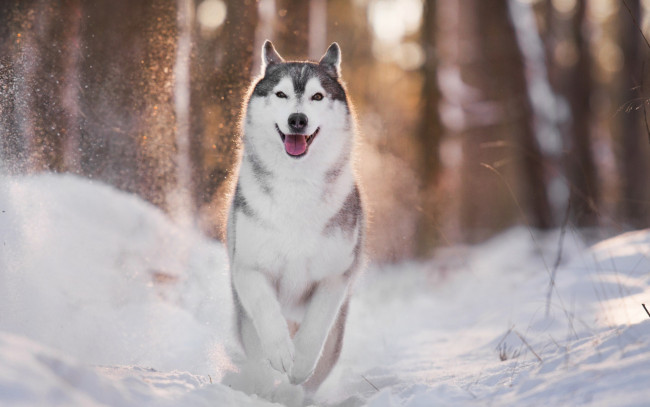 Обои картинки фото животные, собаки, зима, собака, свет, хаски, боке