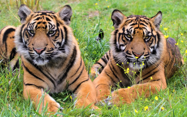 Обои картинки фото животные, тигры, двое