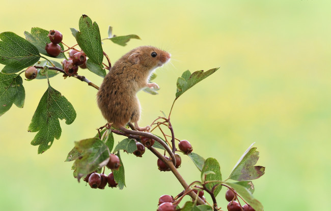 Обои картинки фото животные, крысы,  мыши, ветка, мышка, мышь-малютка, ягоды