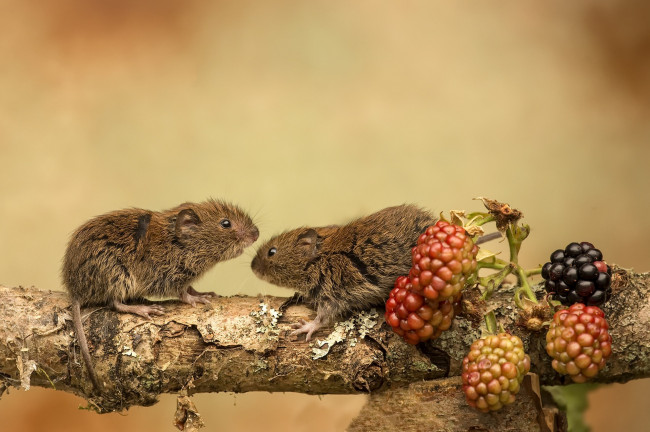 Обои картинки фото животные, крысы,  мыши, ягоды, мышки, природа