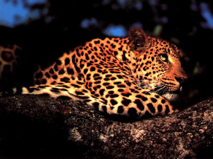 Картинка животные леопарды отдых дерево пятнистая кошка леопард