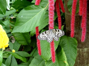 обоя the, paper, kite, butterfly, idea, leuconoe, on, chenille, plant, with, shrimp, left, животные, бабочки