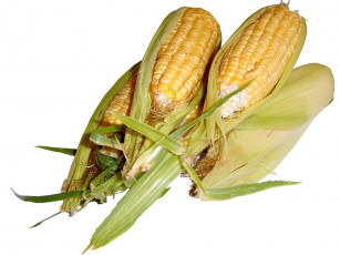 обоя еда, кукуруза