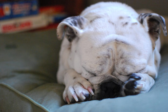 Картинка животные собаки спящая собака бульдог