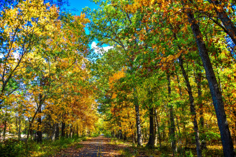 Картинка природа дороги деревья осень листья
