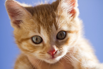 Картинка животные коты взгляд мордочка рыжий котёнок
