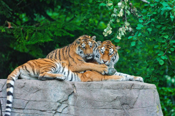 Картинка животные тигры материнство тигрица тигрёнок