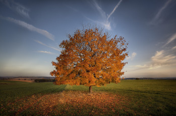 Картинка природа деревья небо осень одиночество