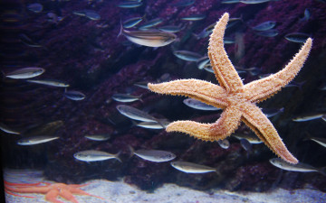 Картинка животные морские звёзды рыбы морская звезда