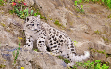 Картинка животные снежный барс ирбис animals snow leopards горы камни белый леопард