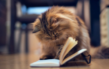 Картинка животные коты benjamin torode daisy книга