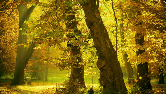 Обои картинки фото природа, парк, деревья, скамейка, осень