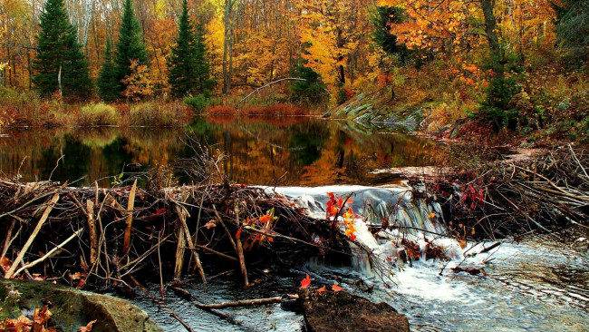 Обои картинки фото природа, реки, озера, осень, лес, речка, запруда