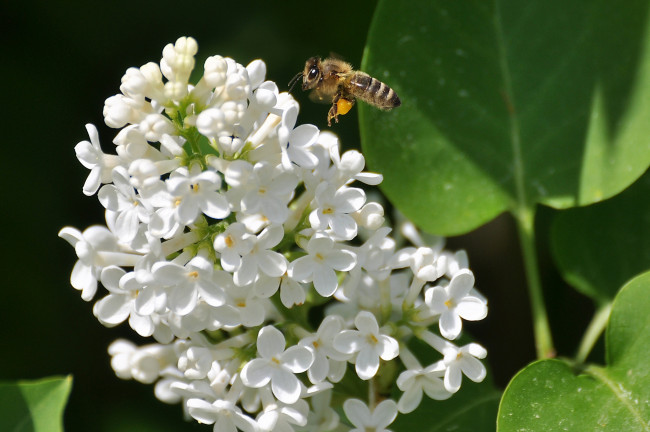 Обои картинки фото цветы, сирень, белый, пчела
