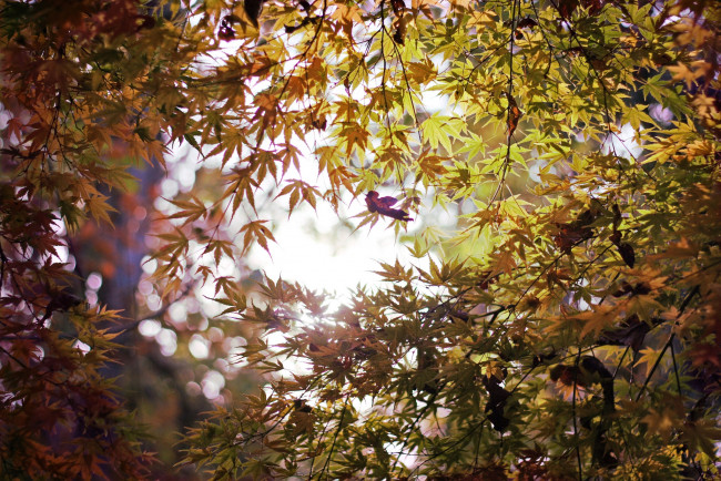 Обои картинки фото природа, листья, клен, осень, ветки