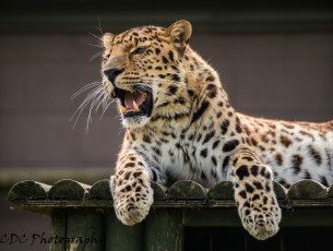 Картинка животные леопарды амурский леопард клыки пасть оскал сердитый