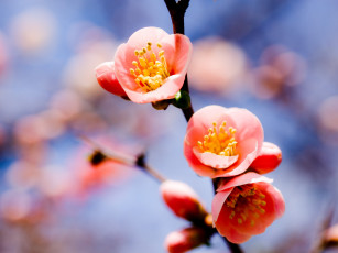 Картинка цветы цветущие деревья кустарники ветка голубой фон