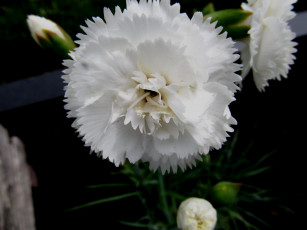 Картинка цветы гвоздики белый макро бутоны