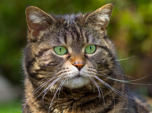 Картинка животные коты фон зеленые глаза усы полосатый