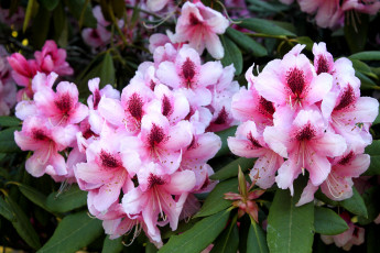 Картинка цветы рододендроны азалии пестрый