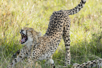 Картинка животные гепарды хищник оскал саванна